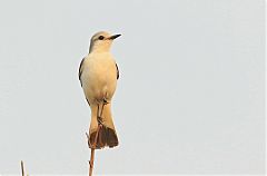 White-rumped Monjita